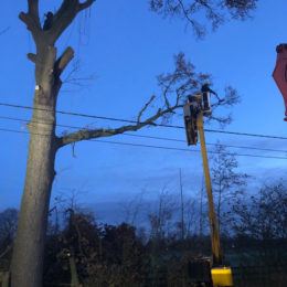 snoeien en vellen van bomen